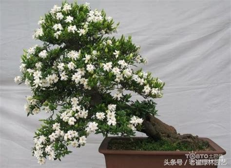 梔子花 種植|盆栽梔子花怎麼養？只要七步輕鬆搞定